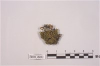 藏品(凸葉黃苔)的圖片